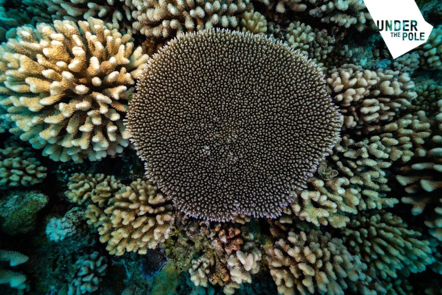 Under The Pole : le premier article scientifique publié pour le programme d’étude des coraux en Polynésie française “Deep Hope”